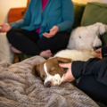 Animal Reiki & Companion Connection - Nationwide