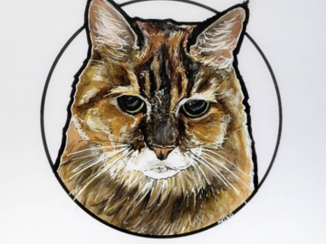 Gato