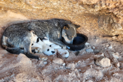 Request Quote: Kym's Kritter Kare - Licensed Pet Sitting Services - Las Vegas, NV