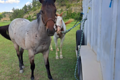 Request Quote: Pet and Ranch Sitting - Pet Sitting Services - Laurel, MT