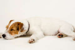 Request Quote: Camera Creations Photography - Pet Photographer - West Hollywood, CA