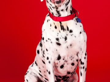 Dalmatian on red backdrop