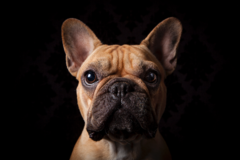 Request Quote: Ellen Shershow Photography - Pet Photographer - Piedmont, CA