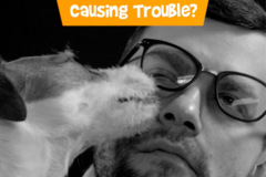 Request Quote: Dog Obedience & Puppy Training Best Buddy Dog Trainer - Leonardtown, MD