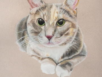 Cat Pastel Portrait - Cady