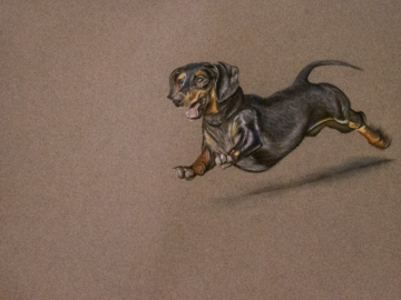 Dachshund Pastel Drawing - Example