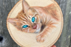 Request Quote: Hannah Chavez - Pet Portrait Artist - Pet Drawings - Nationwide