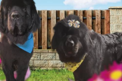 Request Quote: Pawz Furever Grooming by Dawn - Mohnton, PA