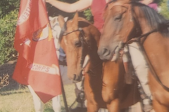 Request Quote: A Gentle Touch Equine Massage Therapy - Torreon, NM