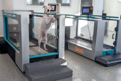 Request Quote: Canine Rehab of Orange County - Physical Therapists - Nationwide