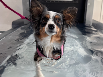 Kaya is exercising in the Underwater Treadmill, a low impact but high resistance workout to build muscle without causing pain.