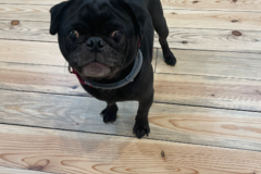Request Quote: Rosy Soulutions - Animal Reiki Care  - Nationwide