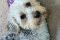 Request Quote: Healthy Holli Animal Reiki - Nationwide