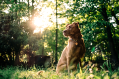 Request Quote: Phillip Van Zandt Photography - Pet Photographer - Memphis, TN