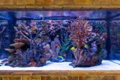 Request Quote: The Happy Fish - Aquarium Services - Chandler, AZ