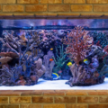 The Happy Fish - Aquarium Services - Chandler, AZ