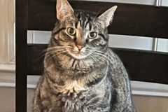 Request Quote: Small Animal Pet Sitting Service - Spring, TX