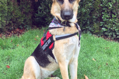 Request Quote: University of Canines - Certified Mobile Dog Trainer - Casselberry, FL