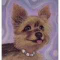 Pet Portraits by Phoebe Lee - Nationwide