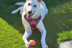 Request Quote: Pawsitive Pets - Certified Pet Trainer - Chula Vista, CA