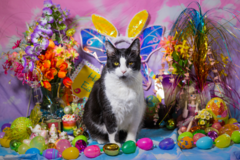 Request Quote: Indoor and Outdoor Fun Pet Photography! - West Somerville, MA