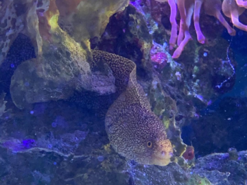 That’s some hungry coral