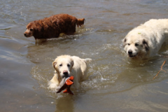 Request Quote: Cassiopeia's Golden Legacy Kennel and Pet Sitting - Gapland, MD
