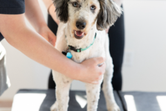 Request Quote: The Hive Chiropractic Center, LLC - Animal Chiropractic Care - Holmen, WI
