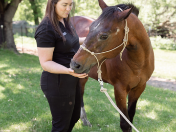 Horse Chiropractic Adjsutment