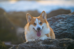 Request Quote: Dogphotoshow - Professional Pet Photographer - Palm Coast, FL