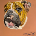 MT Pet Portraits - Tampa Florida - Nationwide
