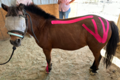 Request Quote: Equine Paws Massage - Horse Massage Therapy - Silver Springs, NV