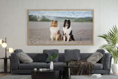 Request Quote: Unleashed Pet Photography  - Allentown, PA