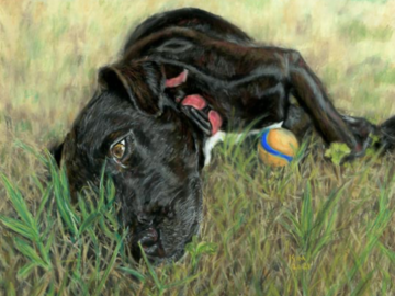 Pastel painting of a black Labrador retriever lying in the grass
