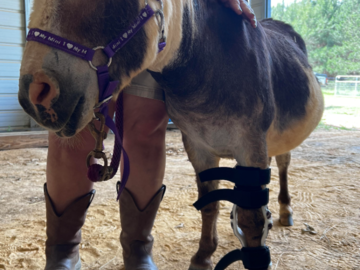 'Sugar' the donkey