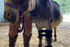 Request Quote: ProsthoPets - Animal Rehab and Pet Physical Therapy - Davenport, IA