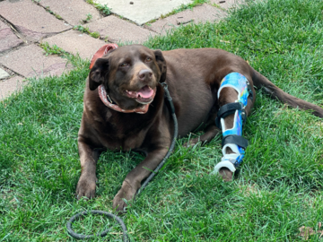Cedar Bear and her stifle orthosis (complete CCL rupture)