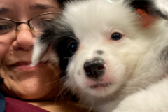 Request Quote: Love at Furst Flight - Pet Transport  - Nationwide
