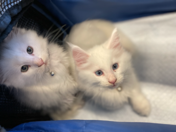 Radgoll Kittens in Transport 