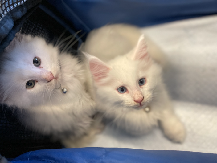 Miami, FL ASAP Pet Transport Flight Nanny Pet Transportation Service