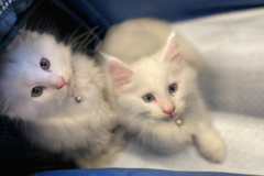 Request Quote: ASAP Pet Transport - Flight Nanny Pet Transportation Service - Nationwide