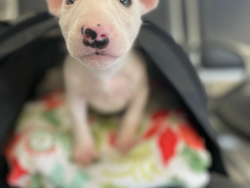Bull Terrier Puppy in Transport from MIA to BNA