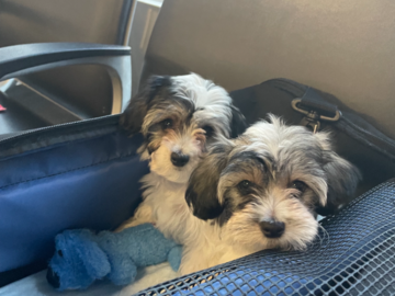 Morkiepoo Puppies in Transport from SRQ to BDL