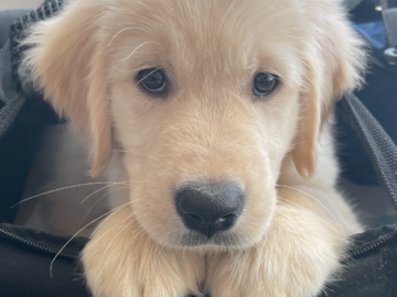 Golden Retriever Puppy in Transport 