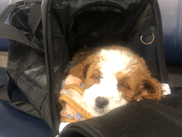 Doodle Puppy in Transport 