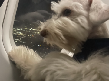 Schnauzer Puppy in Transport 