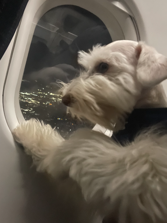 Miami, FL ASAP Pet Transport Flight Nanny Pet Transportation Service