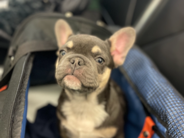 French Bulldog Puppy in Transport 