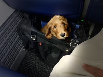 Goldendoodle Puppy in Transport 