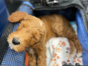 Doodle Pup in Transport 
